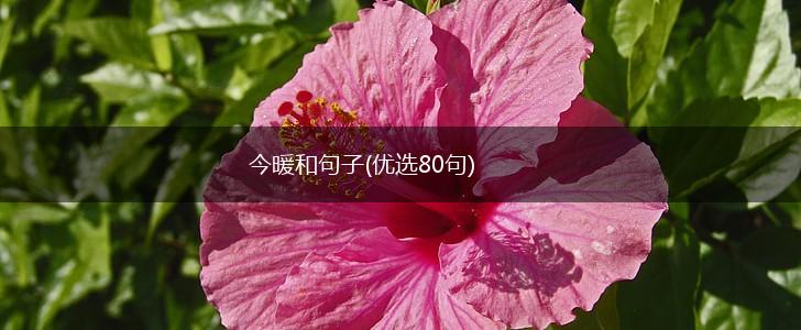 今暖和句子(优选80句),第1张