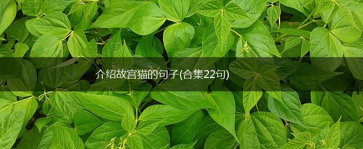 介绍故宫猫的句子(合集22句),第1张