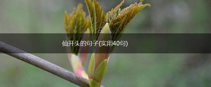 仙开头的句子(实用40句),第1张