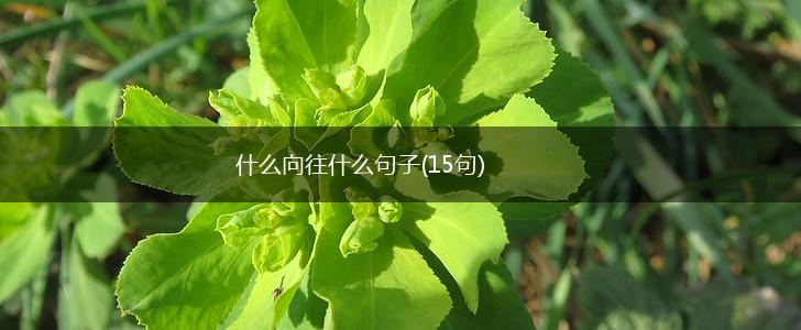 什么向往什么句子(15句),第1张