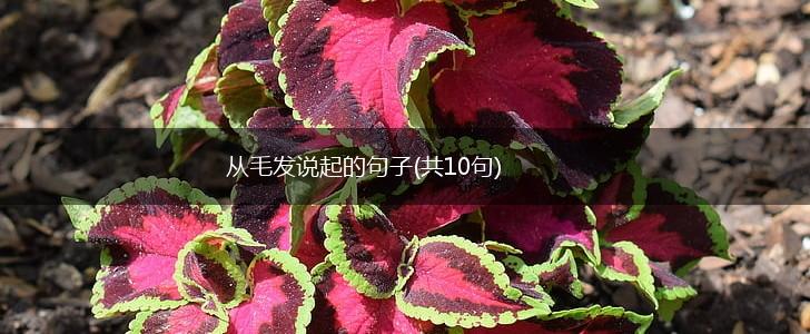从毛发说起的句子(共10句),第1张