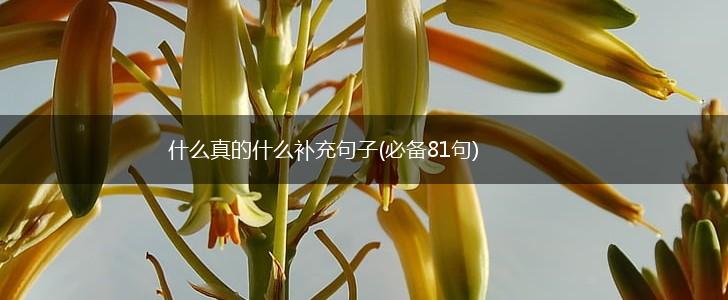 什么真的什么补充句子(必备81句),第1张