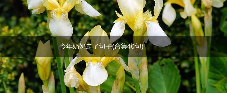 今年奶奶走了句子(合集40句),第1张