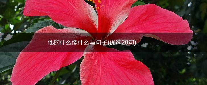 他的什么像什么写句子(优选20句),第1张