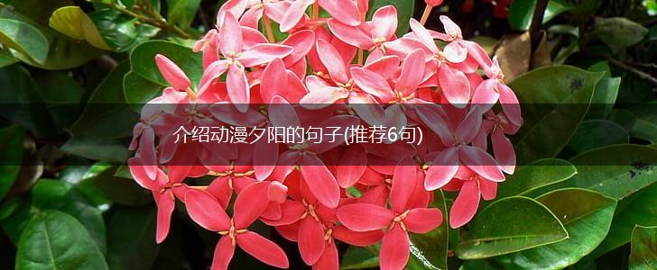 介绍动漫夕阳的句子(推荐6句),第1张