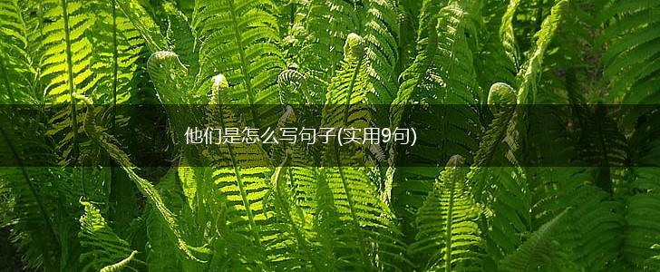他们是怎么写句子(实用9句),第1张
