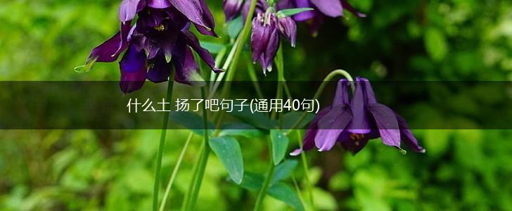 什么土 扬了吧句子(通用40句),第1张