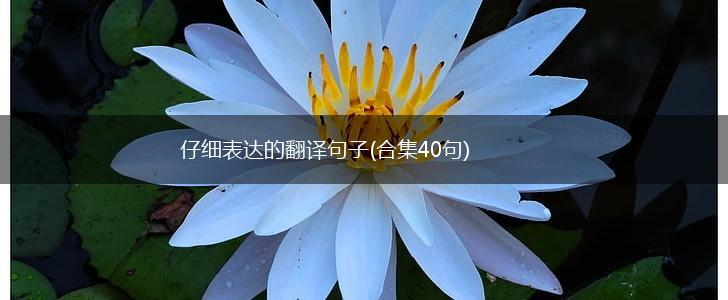 仔细表达的翻译句子(合集40句),第1张