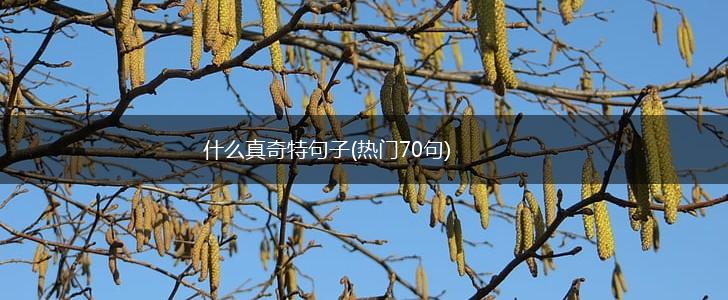 什么真奇特句子(热门70句),第1张