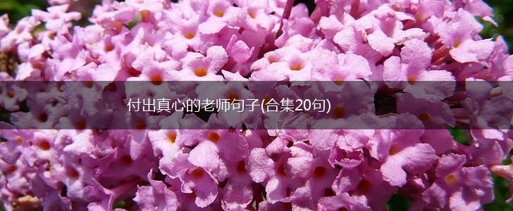 付出真心的老师句子(合集20句),第1张