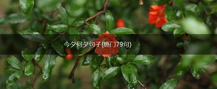 今夕何夕句子(热门79句),第1张