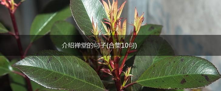 介绍禅堂的句子(合集10句),第1张