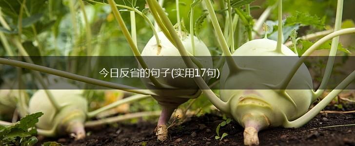 今日反省的句子(实用17句),第1张