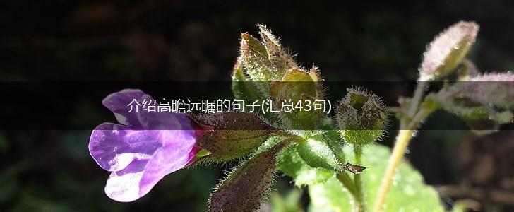 介绍高瞻远瞩的句子(汇总43句),第1张