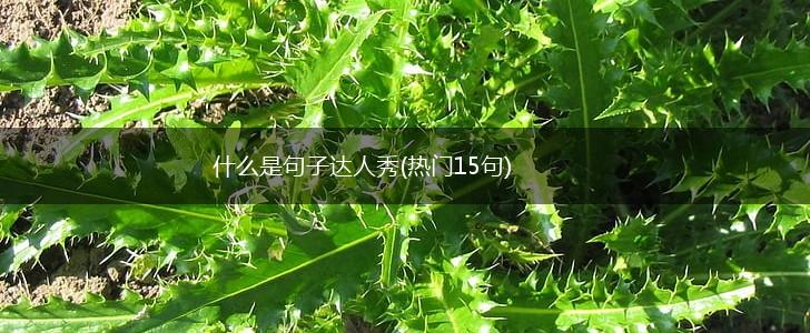 什么是句子达人秀(热门15句),第1张